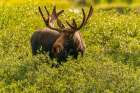 USA, Wyoming, Medicine Bow National Forest. Close-up of bull moose feeding in vegetation. Art Print